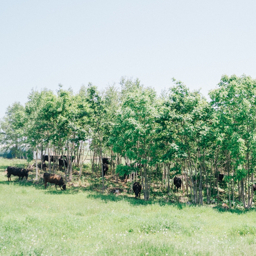 草を食べる牛の風景