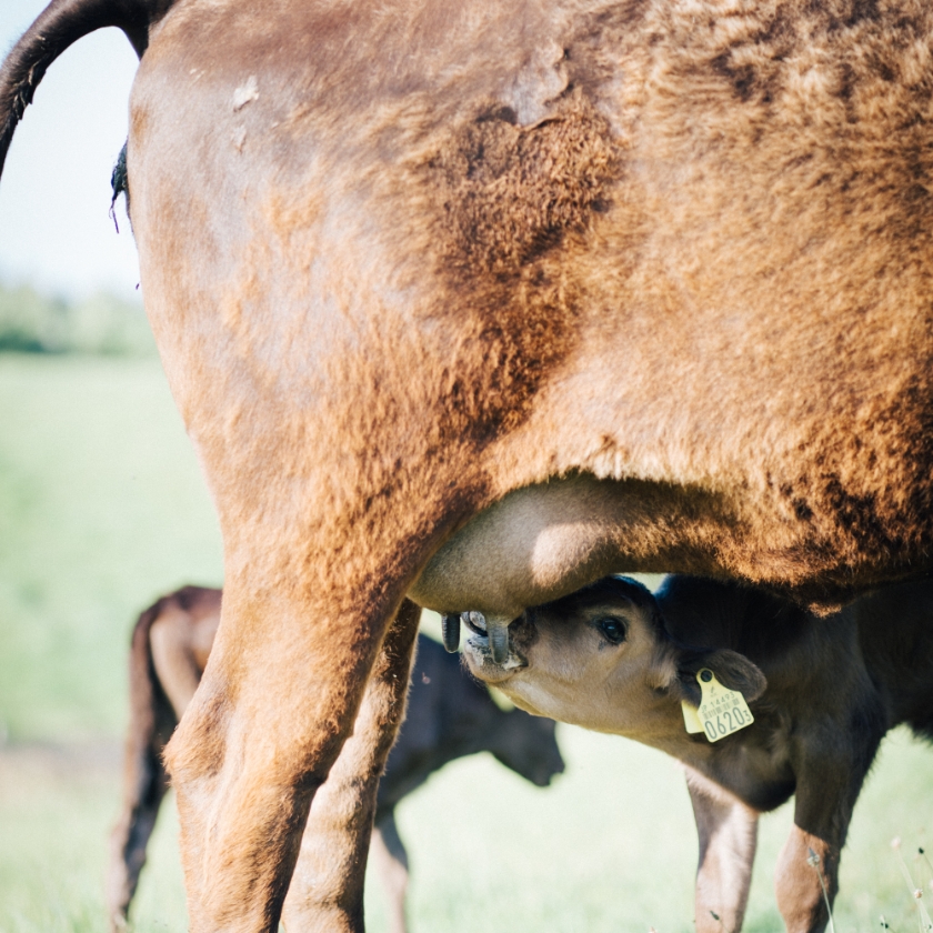 子牛を育てる母牛の風景