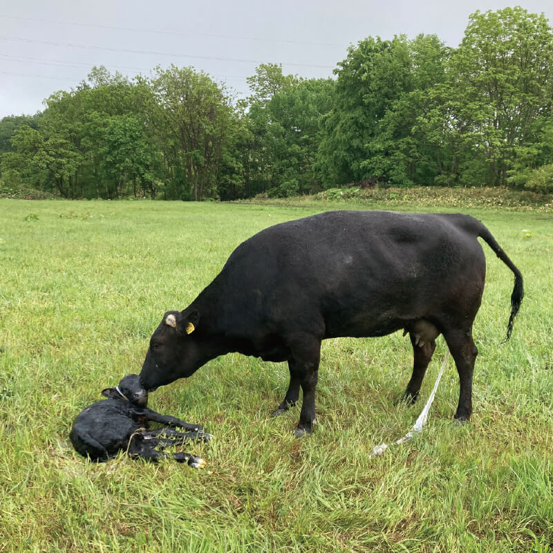 母牛が子牛を舐める様子