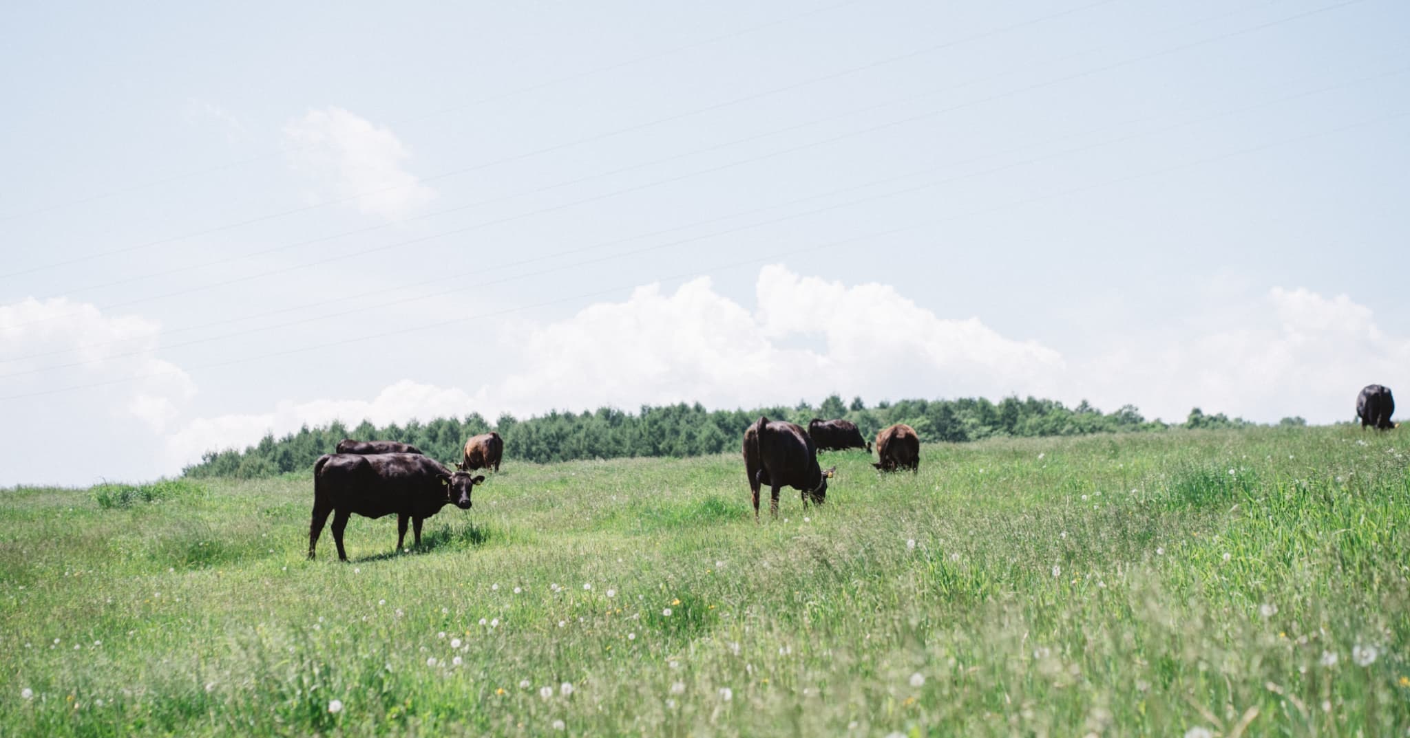 広大な自然の中で放牧される牛たち