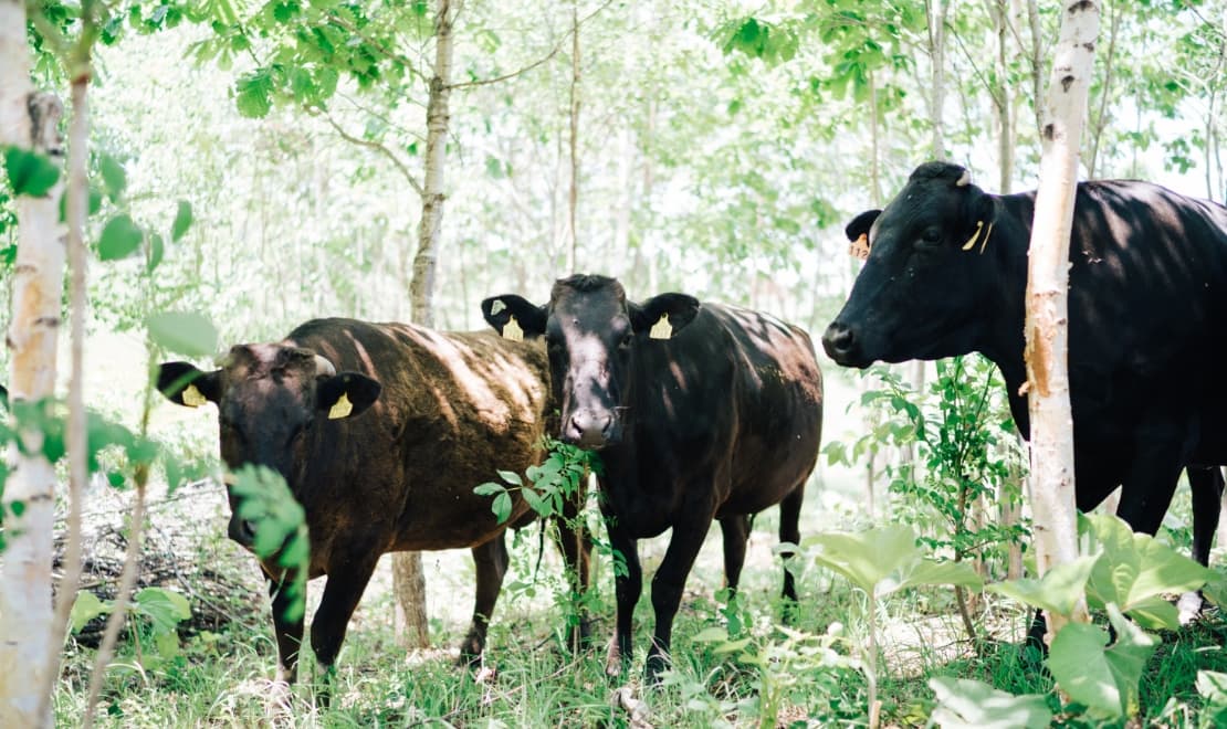 木々の間で涼む牛たち