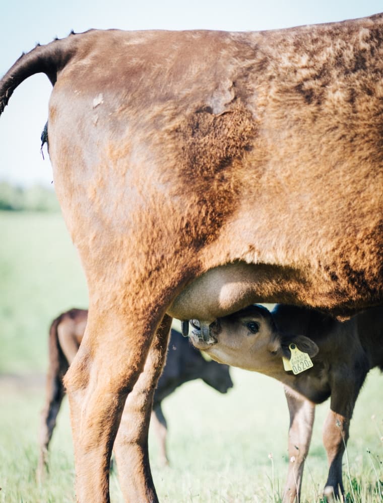 子牛に授乳する母牛